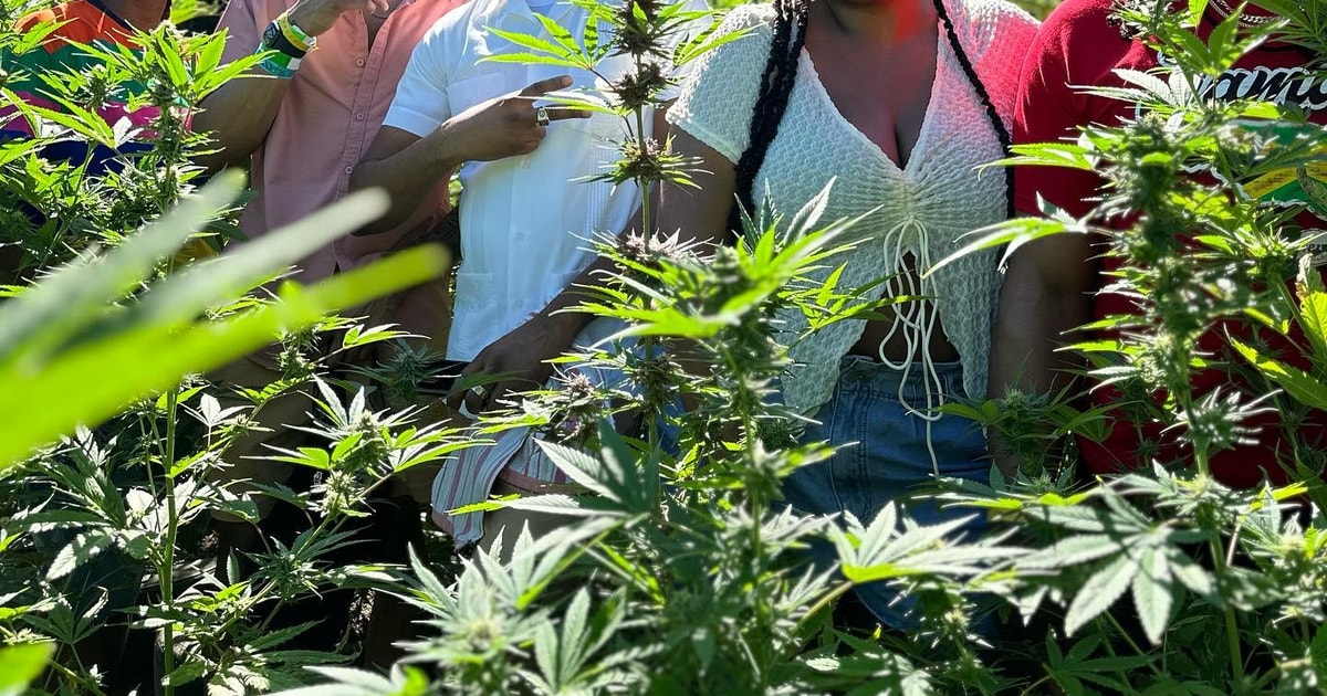 Montego Bay Marijuana Farm Private Tour with Transportation GetYourGuide