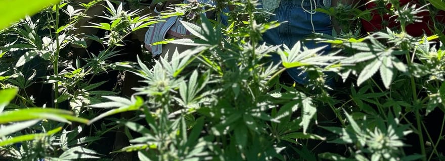 Montego Bay: Tour privato della fattoria della marijuana con trasporto