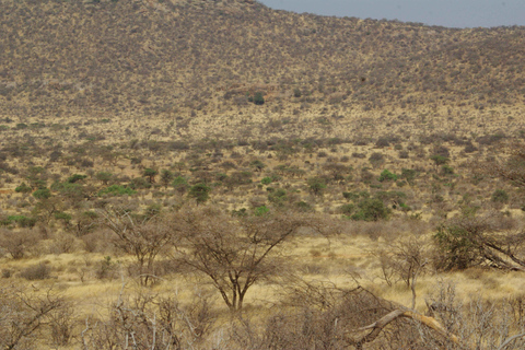 From Nairobi: 8-Day Kenya full package safari