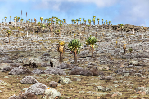 5-dniowa wycieczka do Parku Narodowego Bale i gór