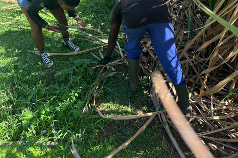 Guadeloupe: immersive, all-inclusive tour in the heart of Guadeloupe Guadeloupe: Immersive, all-inclusive tour in the heart of Guadeloupe