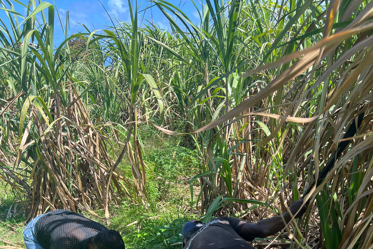 Guadeloupe: immersive, all-inclusive tour in the heart of Guadeloupe Guadeloupe: Immersive, all-inclusive tour in the heart of Guadeloupe