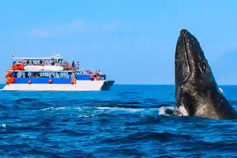 Aventure d'observation des baleines à Puerto Vallarta+Déjeuner de style italien