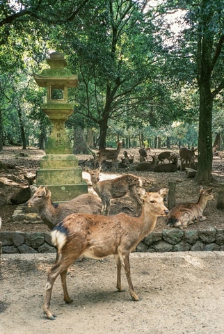 Private Kyoto & Nara Day Tour with English Driver Guide⭐BEST