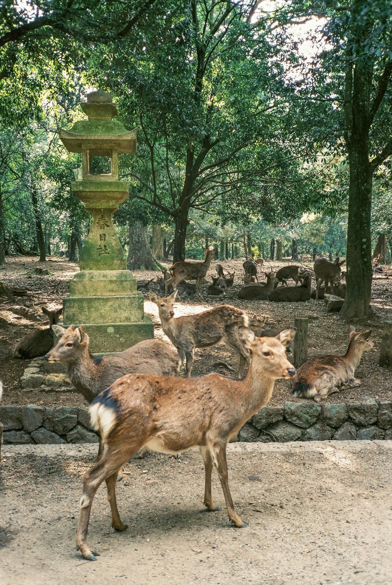 Private Tagestour: Kyoto & Nara mit englischsprachigem Fahrer⭐BEST