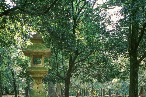 Private Kyoto & Nara Day Tour with English Driver Guide⭐BEST