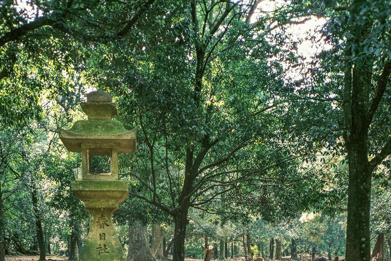 Private Kyoto & Nara Day Tour with English Driver Guide⭐BEST