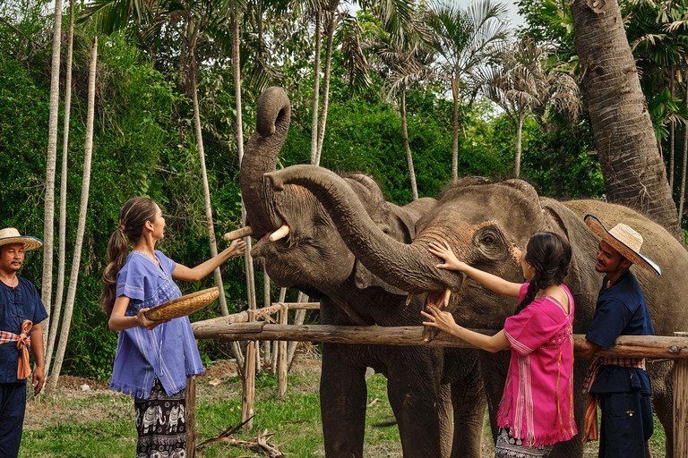 Bangkok Elephant Park: Meio dia de cuidados com elefantesHD Elephant Care com serviço de busca no hotel e traslado de ida e volta (particular)