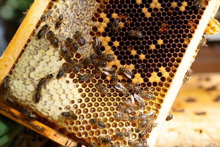 São Miguel: Beekeeping, Honey Tasting & Candle Experience