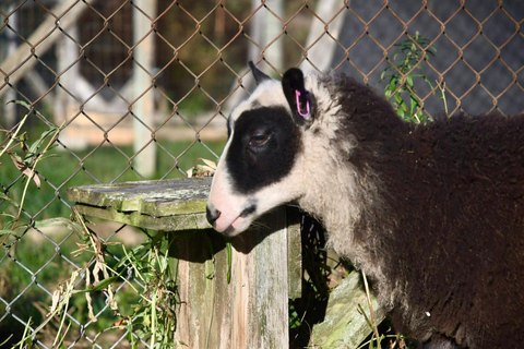 IVALO: Experience Farm Visit | small group