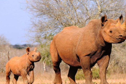 رحلة سفاري لمدة يومين لمشاهدة عجائب الطبيعة الأفريقية