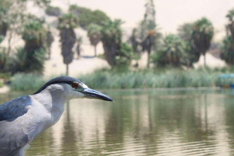 Huacachina: Private transportation tour with Pisco tasting