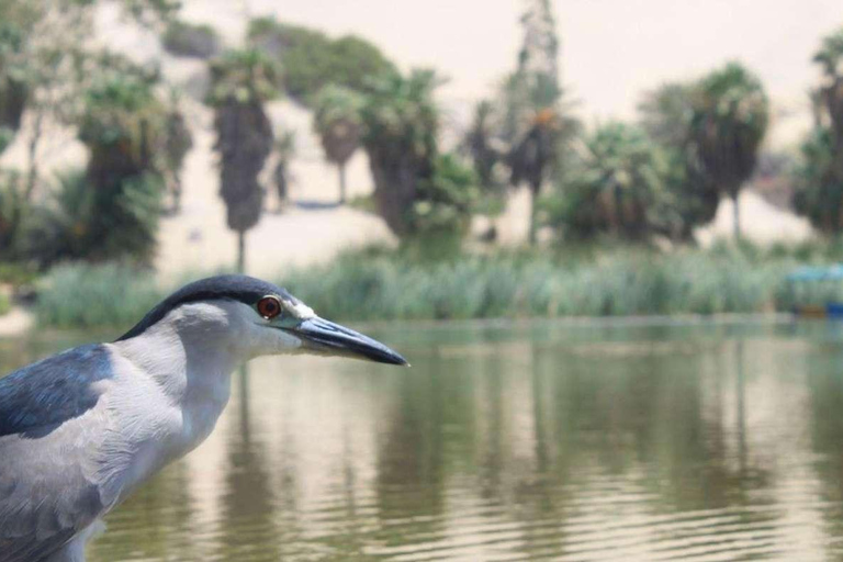 Huacachina: Private transportation tour with Pisco tasting