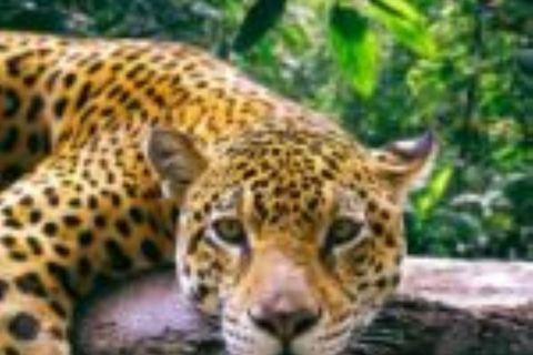 Amazonas Manu Zona Cultural 4 Días / 3 Noches