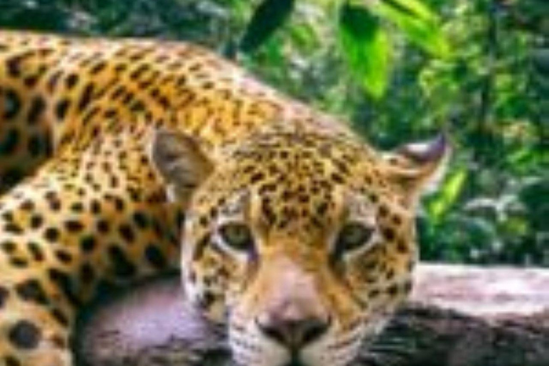 Amazonas Manu Zona Cultural 4 Días / 3 Noches