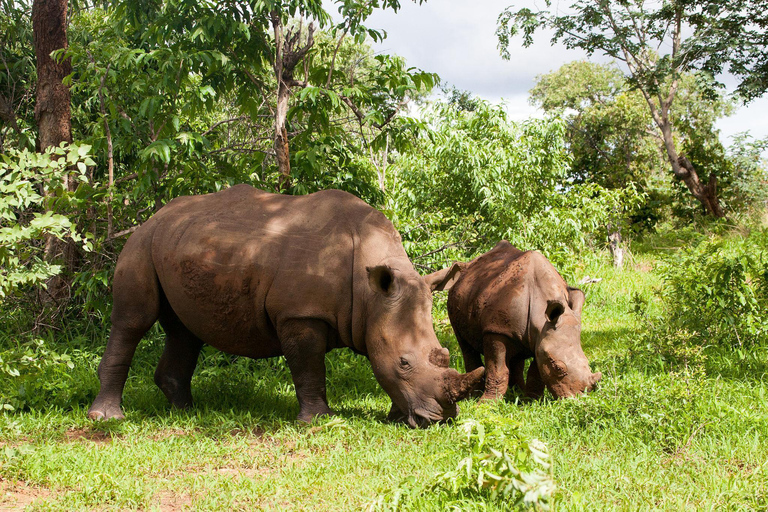 Livingstone: Birdwatching & Rhino Game Drive Safari