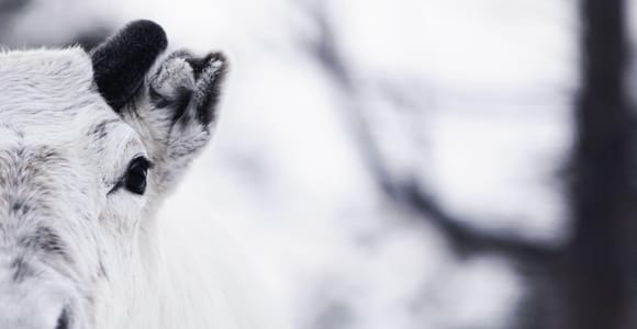 Snowshoeing, Reindeer Feeding & Sami Storytelling w/ Lunch
