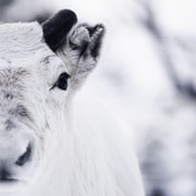 Snowshoeing, Reindeer Feeding & Sami Storytelling with Lunch