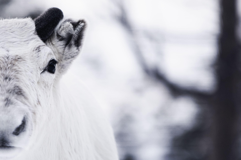 Arctic Highlights: Dogsledding & Reindeer Feeding Combo