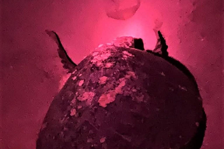 Huatulco: Nighttime Sea Turtle Monitoring guided by a biologist Hiking and Nighttime Sea Turtle Monitoring