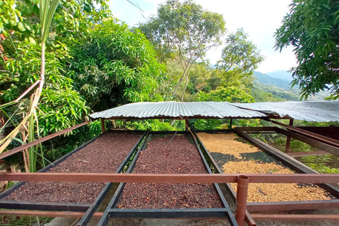 Tournée du café et du cacao à Minca !