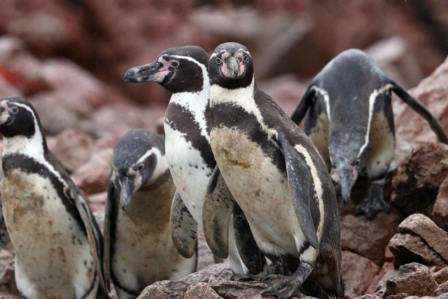 Visit Paracas Observation of Marine Fauna in Ballestas Islands in Paracas