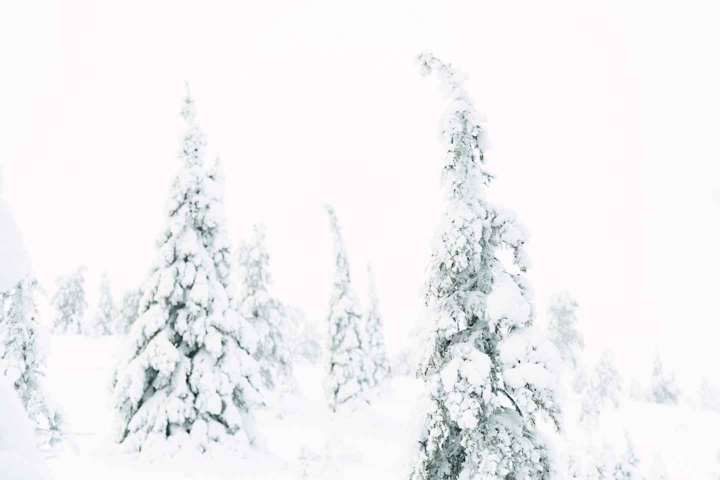 From Rovaniemi: Frozen Wonderland Riisitunturi Winter Hike