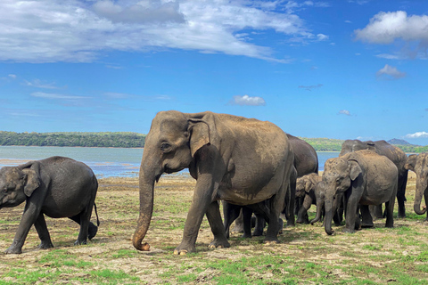 Sigiriya: Minneriya Premium Private Guided Elephant Safari
