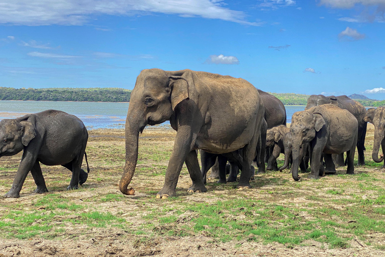 Sigiriya: Minneriya Premium Private Guided Elephant Safari