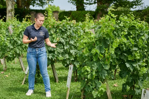 Margaux - Guided tour of the château and tasting of 4 wines