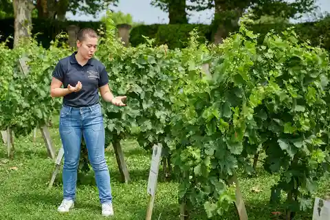 Margaux - Visita guiada del château y degustación de 4 vinos