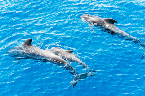 Los Cristianos : croisière sans chasse aux baleines et aux dauphins