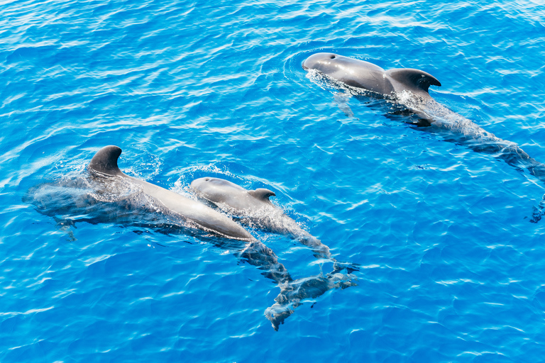 Los Cristianos: Crociera senza caccia alle balene e ai delfiniLos Cristianos: Crociera senza scrupoli con balene e delfini