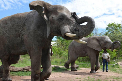 Visite du sanctuaire des éléphants et des singes et du parc des lions