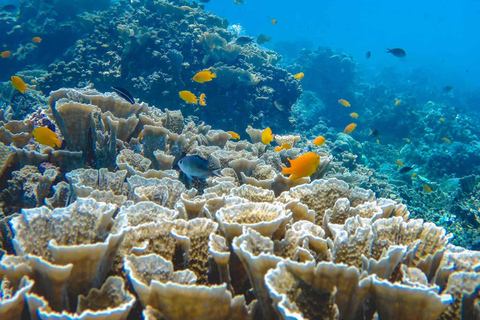 Amed: Exclusive Private Snorkeling to 4 Best Spots