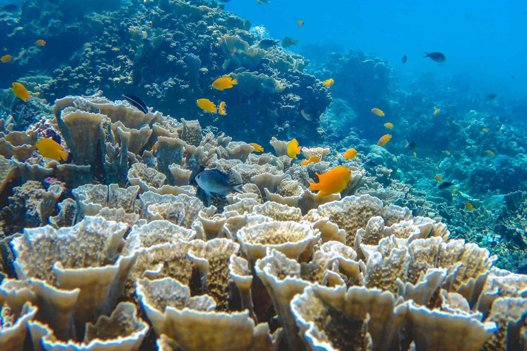 Amed: Exclusive Private Snorkeling to 4 Best Spots