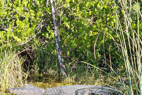 Everglades: passeio de barco com transporte e entrada incluídos