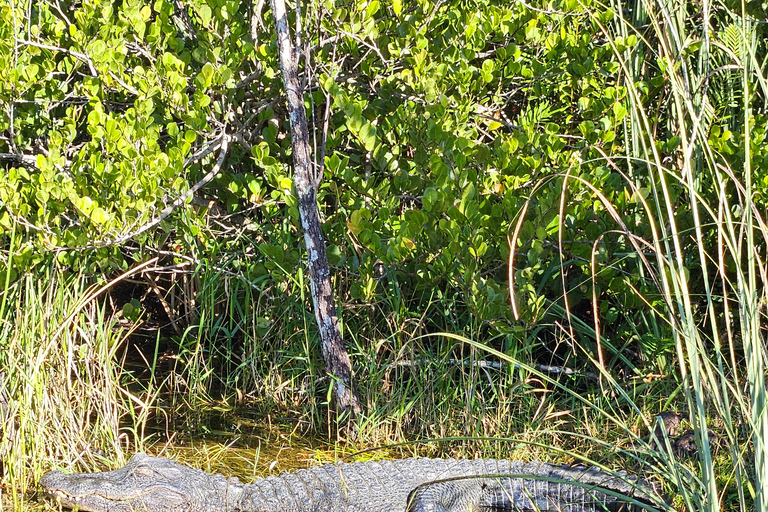 Everglades : tour en bateau avec transport&amp; entrée inclus