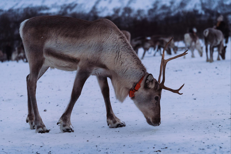 From Tromsø: Sami Culture and Reindeer Feeding