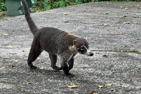 Panama City: Soberania National Park Private Rainforest Hike