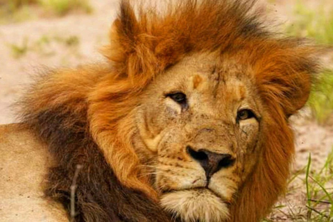 Schotia Safari – Big 5 Experience with High Lion Sightings
