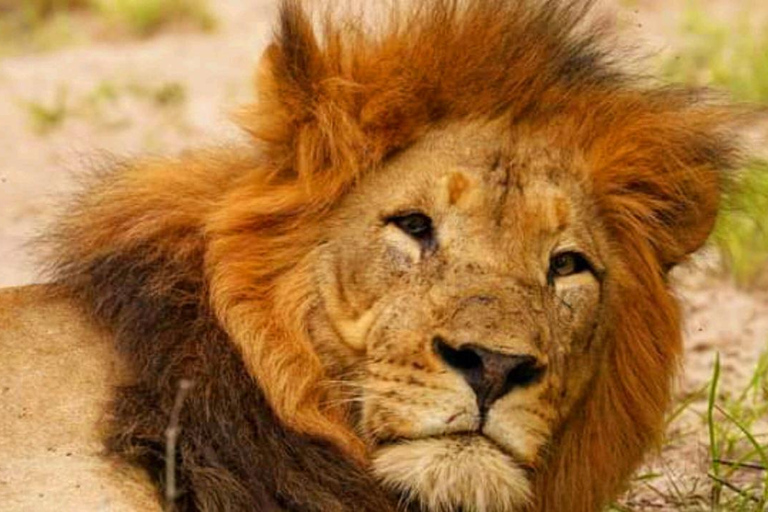 Schotia Safari – Big 5 Experience with High Lion Sightings
