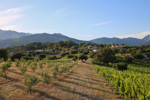Mallorca: Wine Tasting, Vineyard Tour & Luxury Tapas