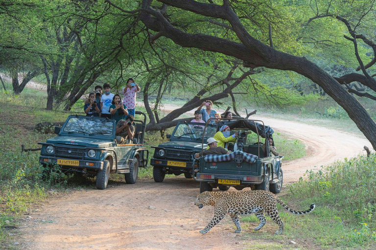 Jhalana Leopard Safari Jaipur – Sunrise & Sunset Jeep Safari