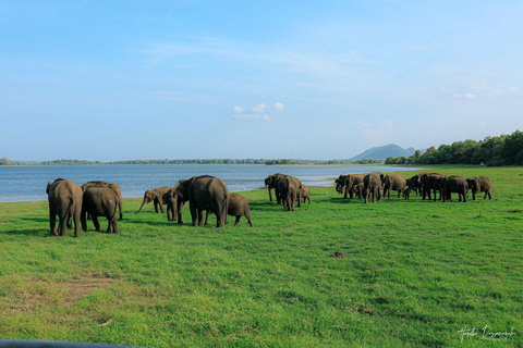 Polonnaruwa: Ancient City Tour & Minneriya Elephant Safari Pickup From Dambulla/Sigiriya/Habarana