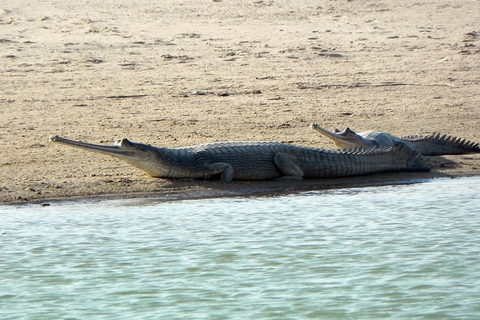 From Agra: Day Trip to Chambal River Safari with Lunch