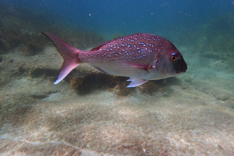 Goat Island Guided Snorkeling Tour for Beginners
