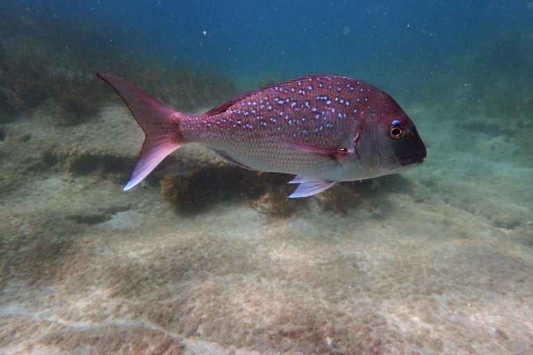 Goat Island Guided Snorkeling Tour for Beginners