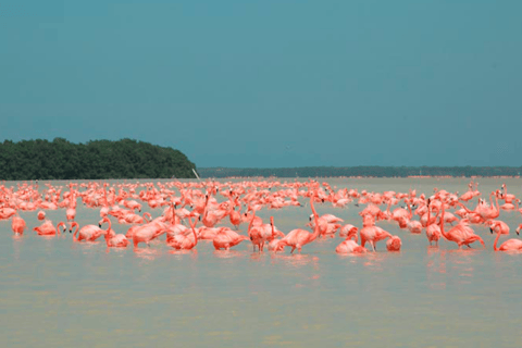 Excursión a Ría Lagartos, Coloradas y Playa CancúnitoMérida: Excursión a Ría Lagartos, Coloradas y Playa de Cancunito