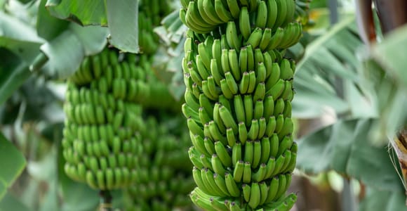 Tastes of Gran Canaria A Day of Flavours and Culture